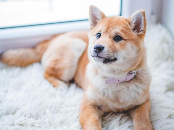 hondje met verzekering