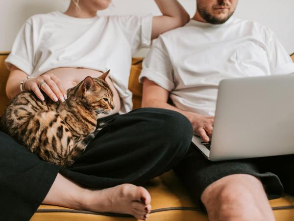 bengaalse kat verzekering afsluiten